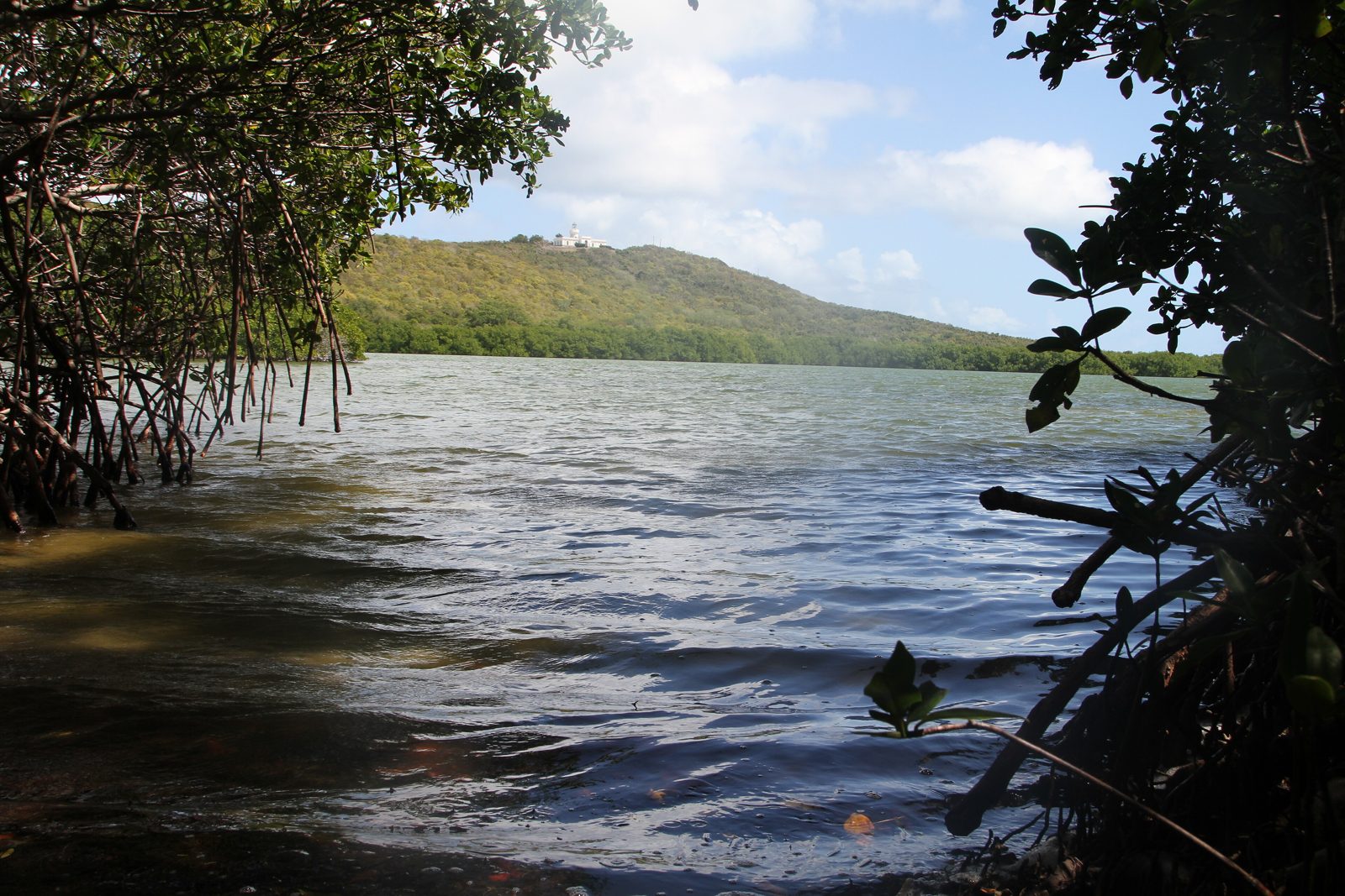 Laguna Grande, Fajardo: the mangrove shore of the bioluminescent lagoon