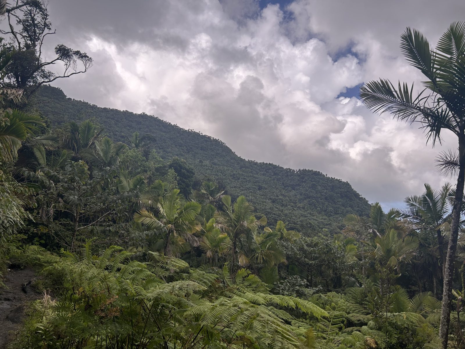 El Yunque National Forest: the canopy and the peaks